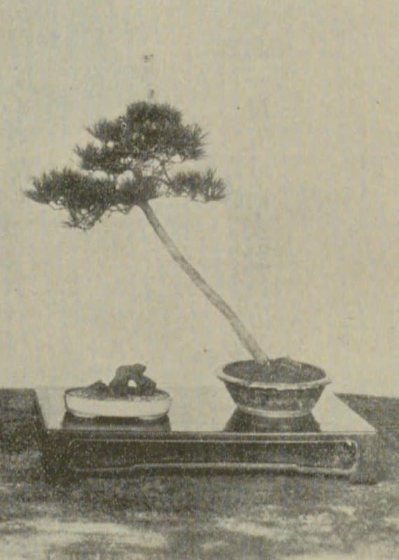 Literati form, archive photograph