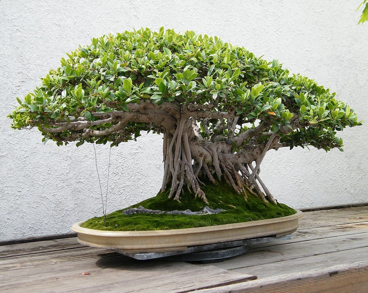 Chinese banyan, museum collection
