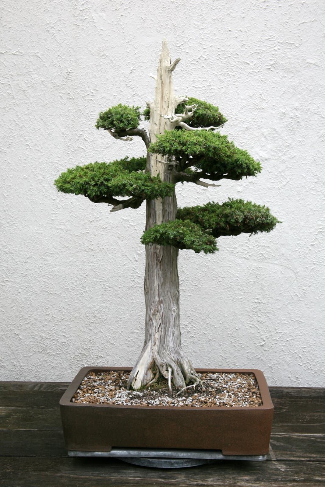 Foemina juniper