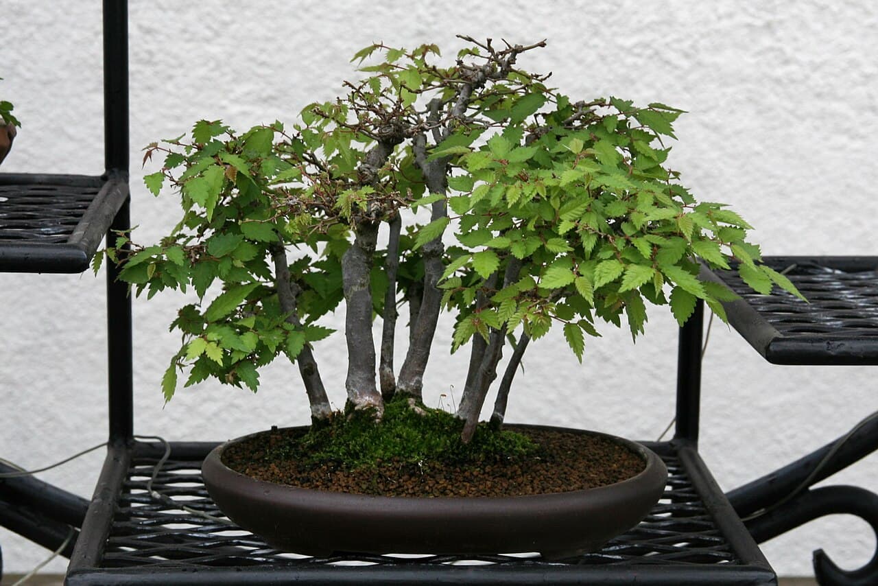 Zelkova forest planting
